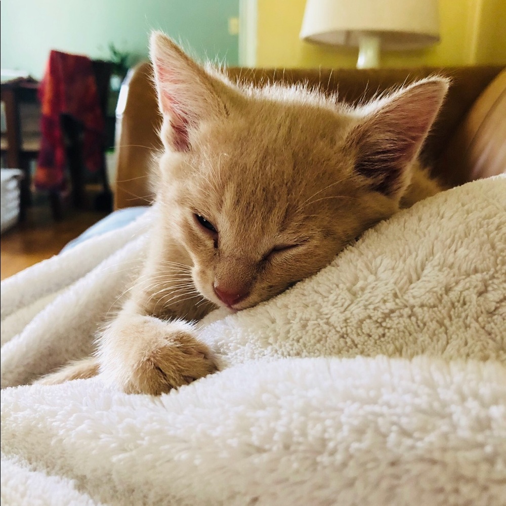Meet your Posher, Eliza